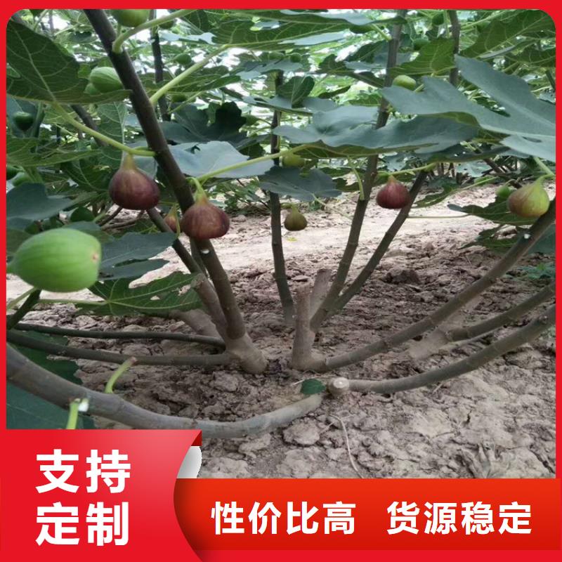 【无花果】樱桃苗用的放心