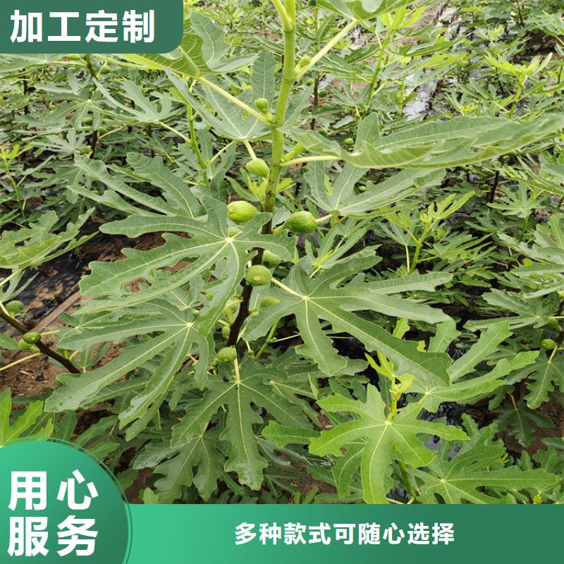 无花果葡萄苗全品类现货