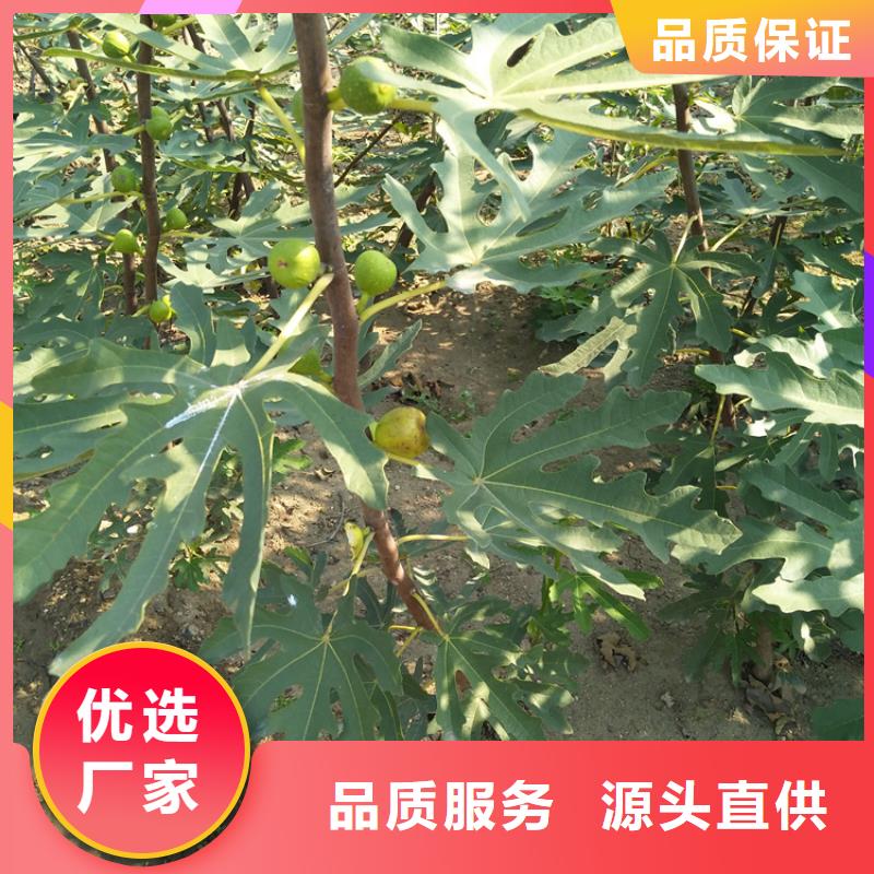 无花果猕猴桃苗实力厂家直销