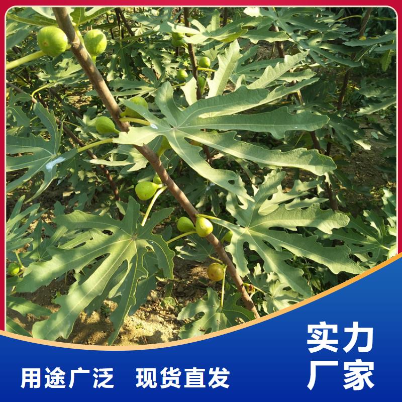 无花果【石榴树】每个细节都严格把关