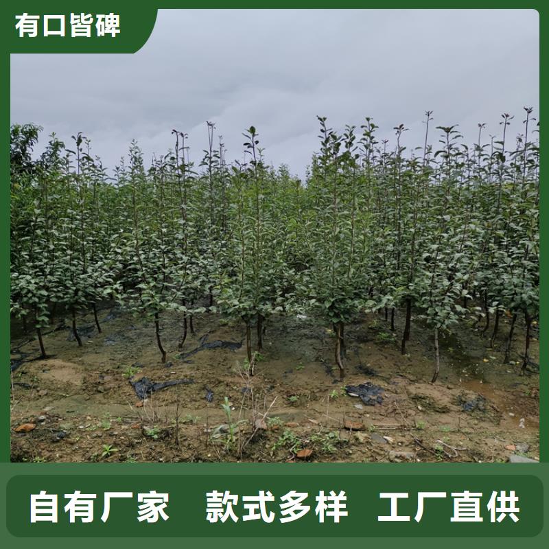 苹果苹果苗应用领域