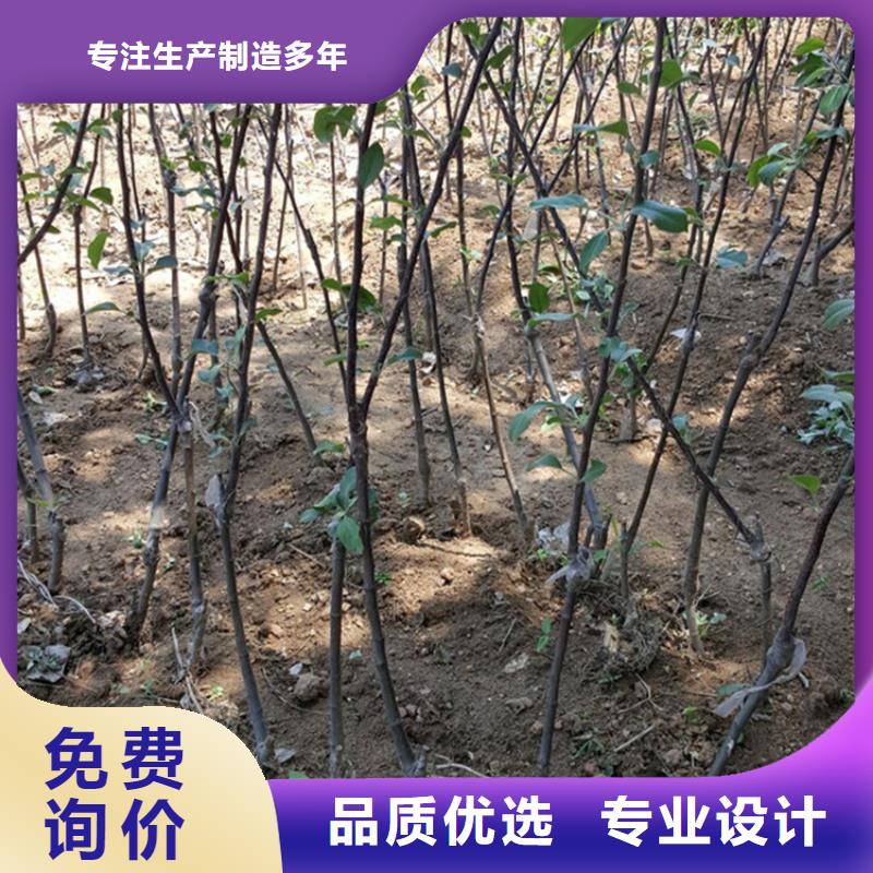 新品种苹果树苗根系发达成都