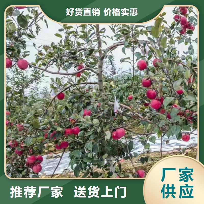 苹果樱桃苗快速生产