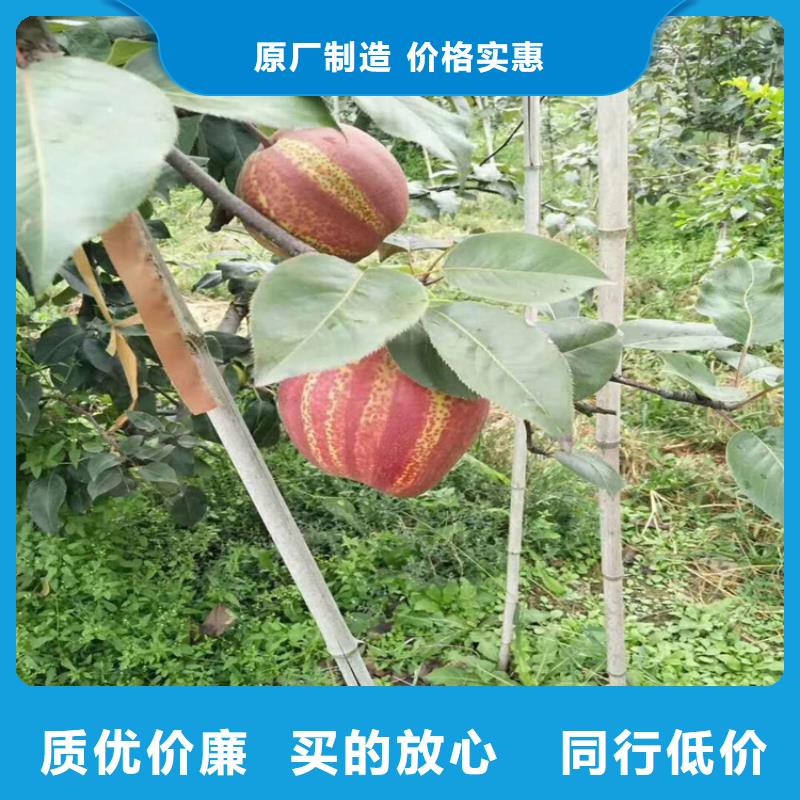 梨树-【苹果苗】专业信赖厂家