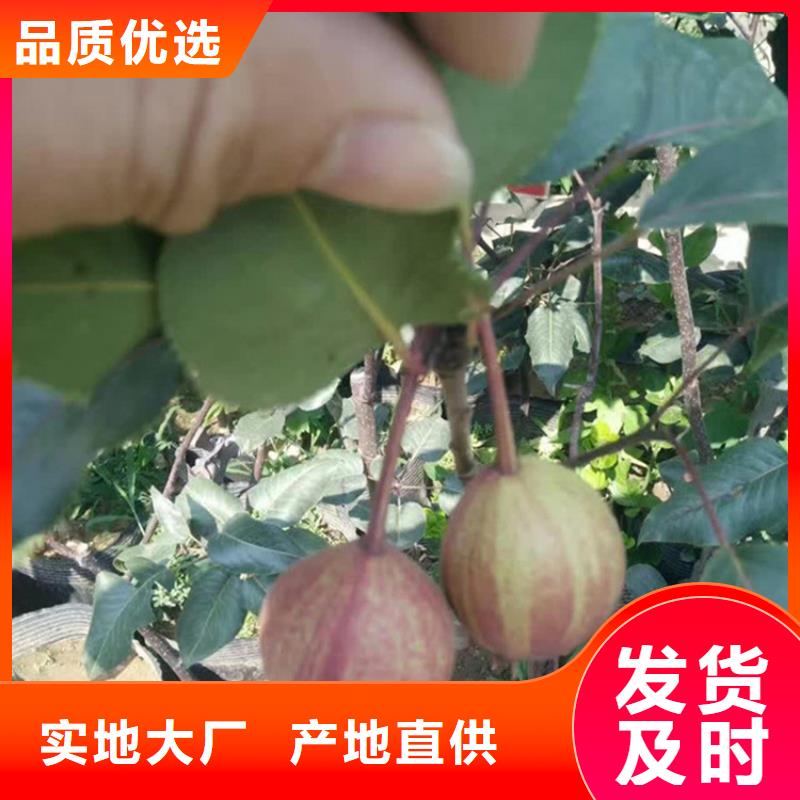 梨苗批发湖北