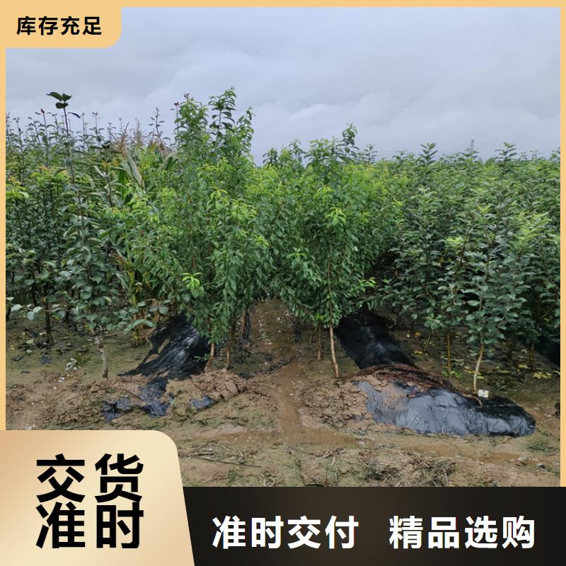 彩虹梨树苗种植基地甘孜