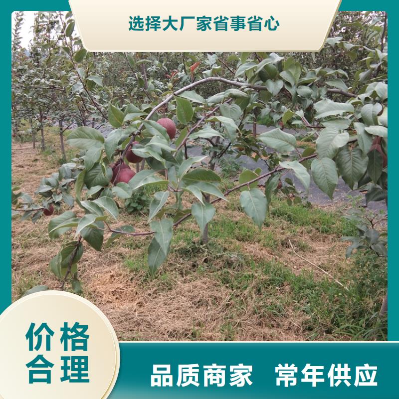 彩虹梨树苗露天种植广元