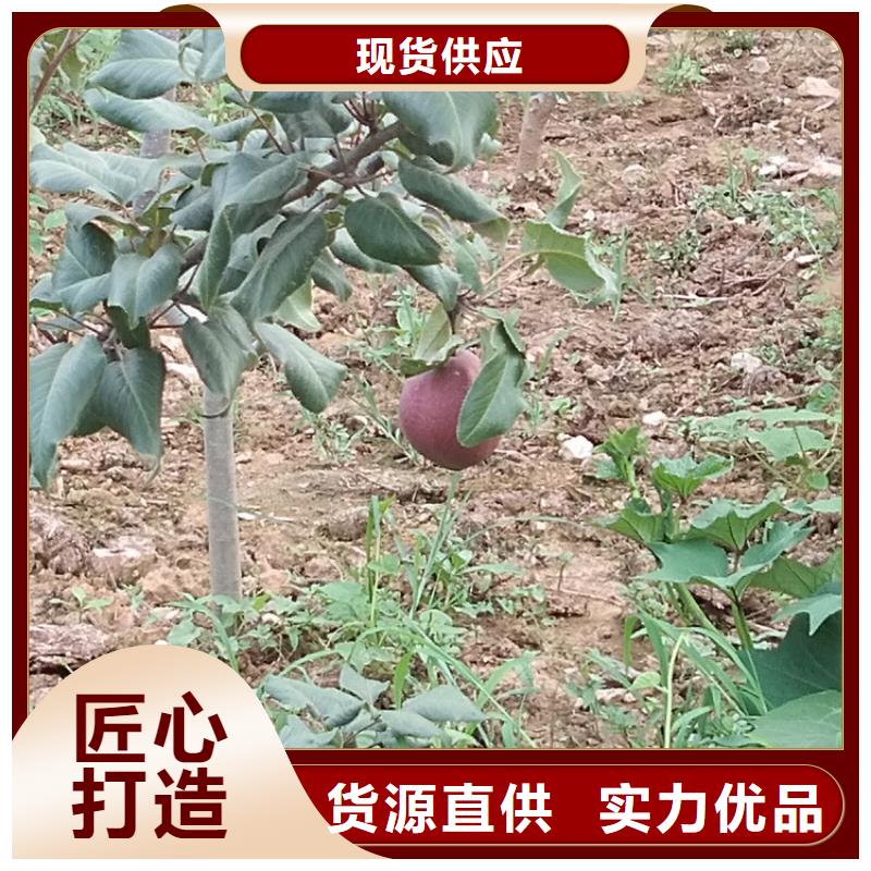 梨苗种植管理技术咸宁