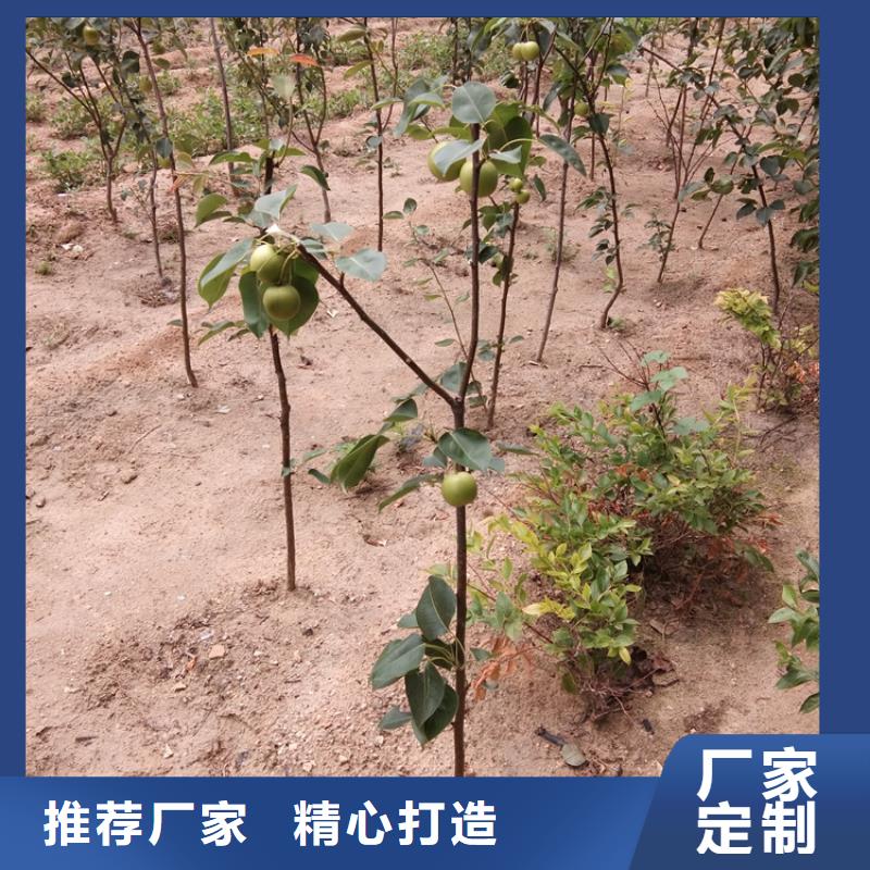 彩虹梨树苗种植基地甘孜