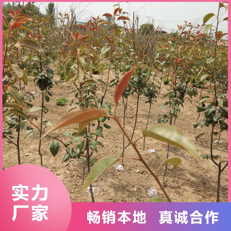 彩虹梨树苗露天种植广元