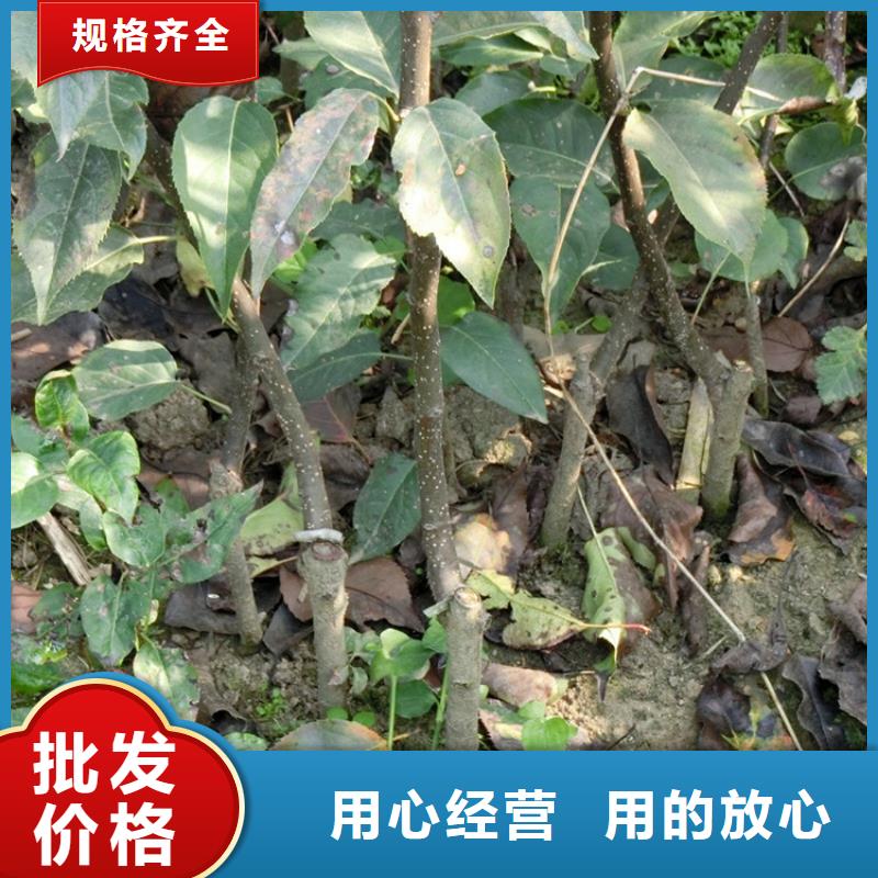 梨树西瓜番石榴苗量大更优惠