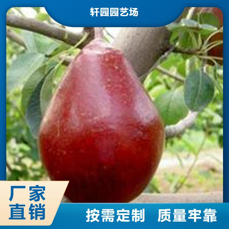 [轩园]秋月梨树苗产量多少襄樊