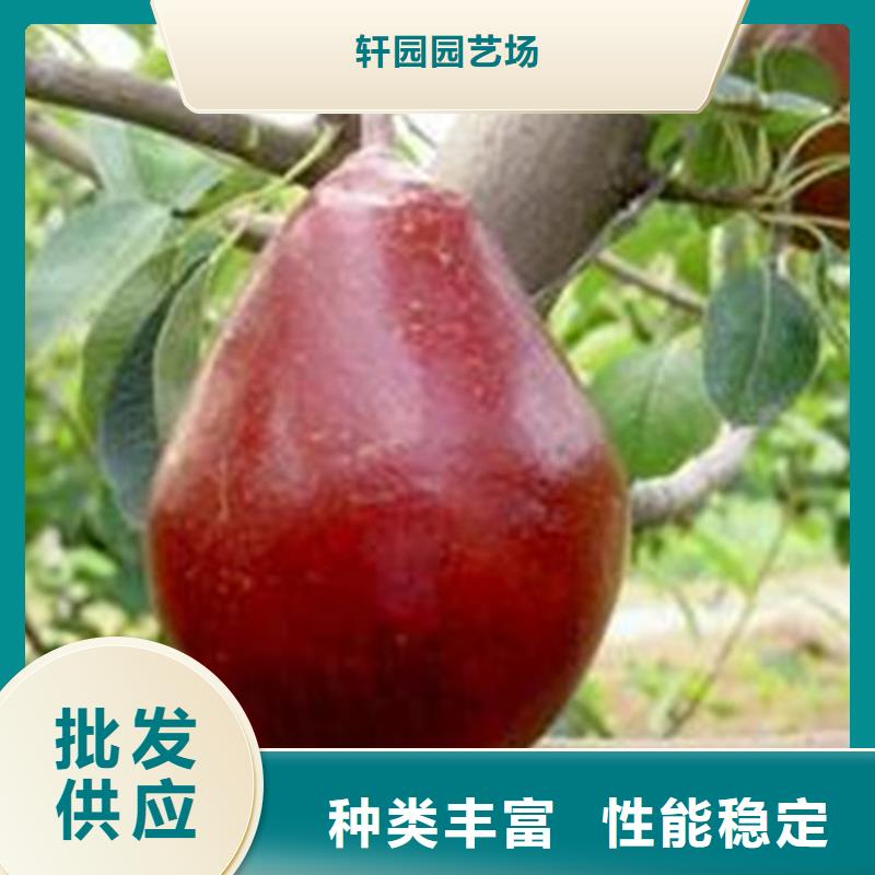红梨树苗全国发货成都