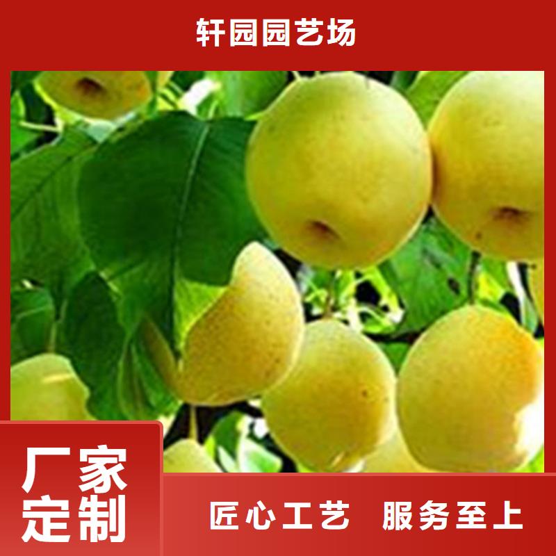 秋月梨树苗成活率高荆州