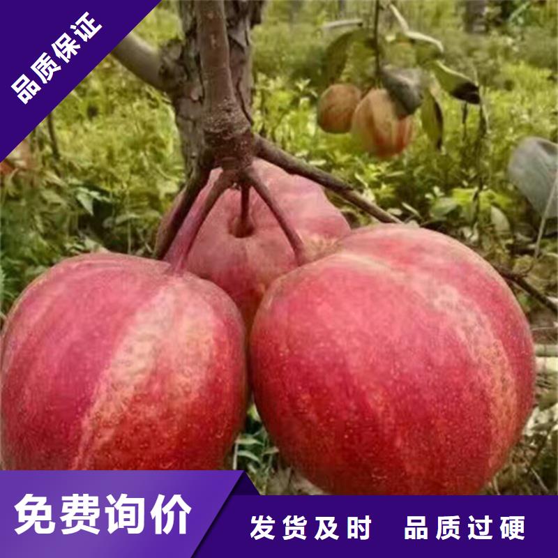 [轩园]秋月梨树苗产量多少襄樊