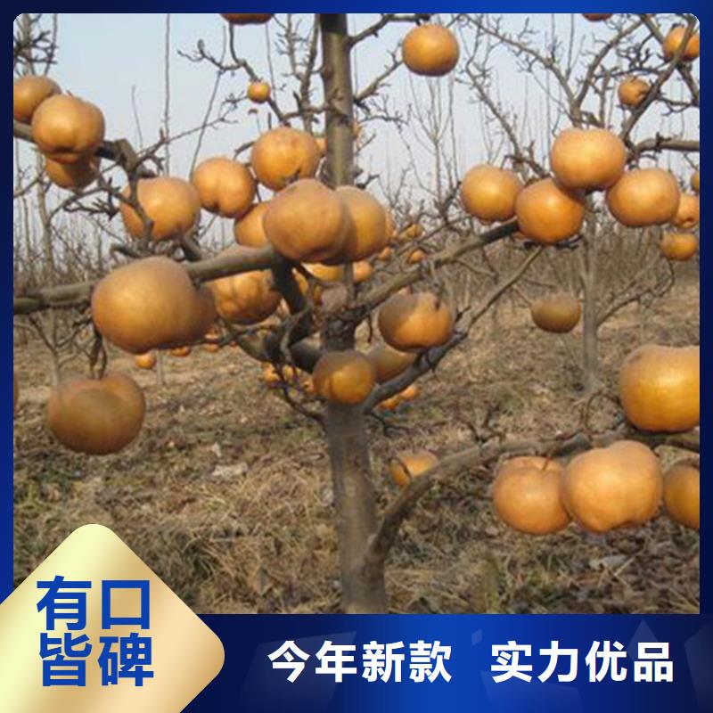 秋月梨树苗成活率高荆州