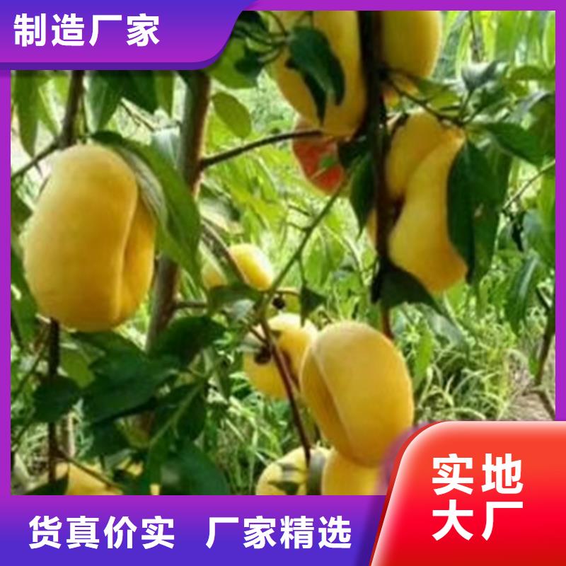 嫁接桃苗大棚种植伊犁