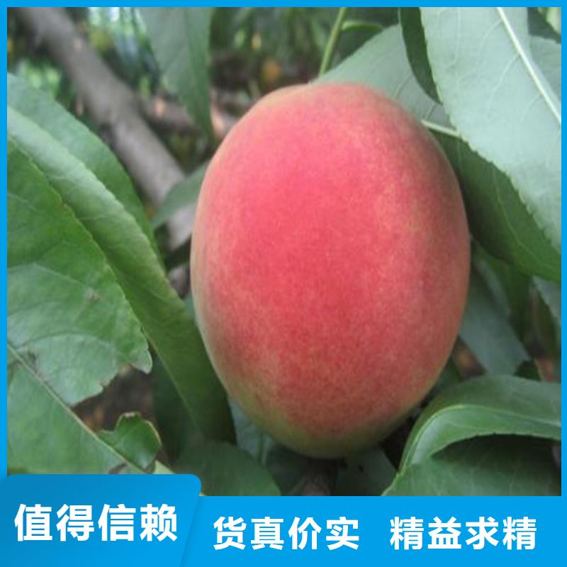 桃-【猕猴桃苗】用品质说话