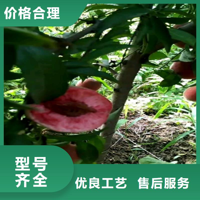 血桃树苗价格阿坝