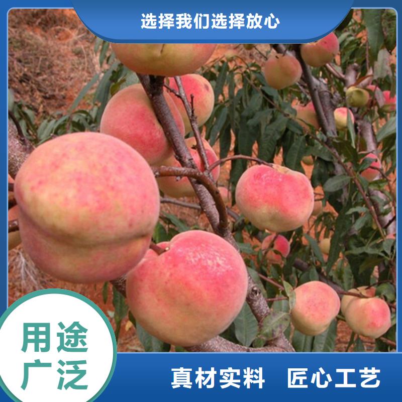 【桃】梨树苗厂家经验丰富