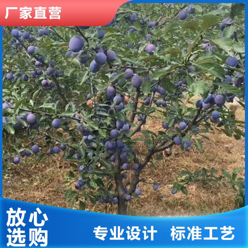 李子苗基地直销雅安