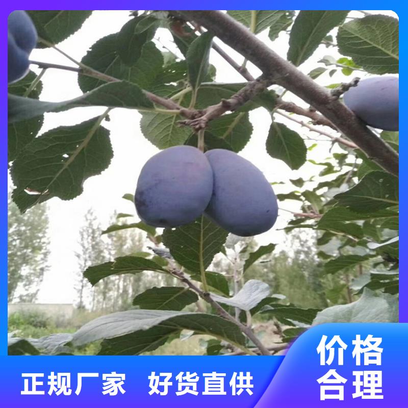 李子樱桃苗规格型号全