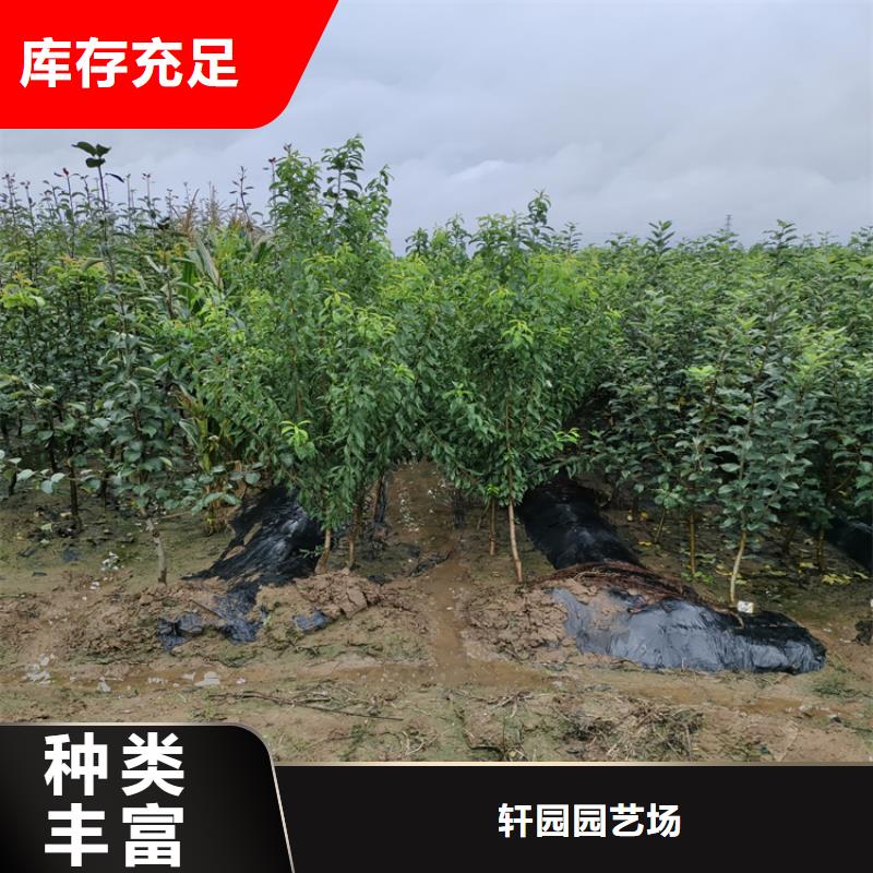 杏李李子苗适合种植地区张家口