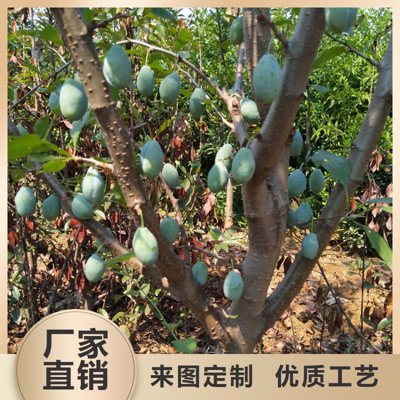 西梅李子苗种植基地内江