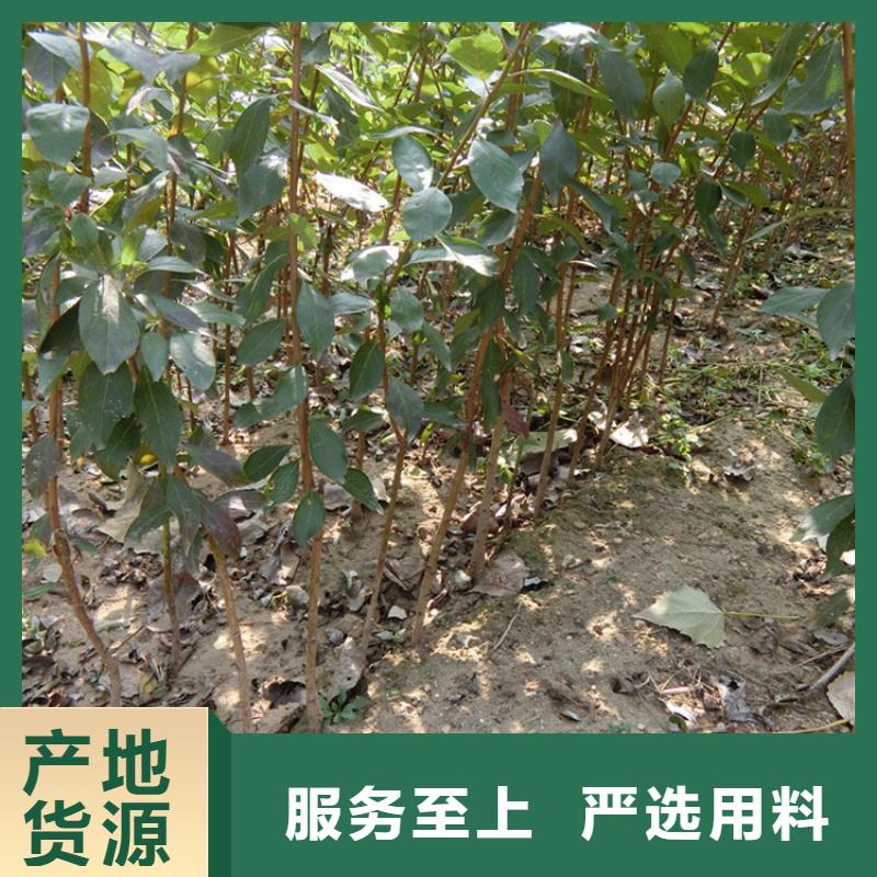 女神李子苗一亩地多少棵张家口