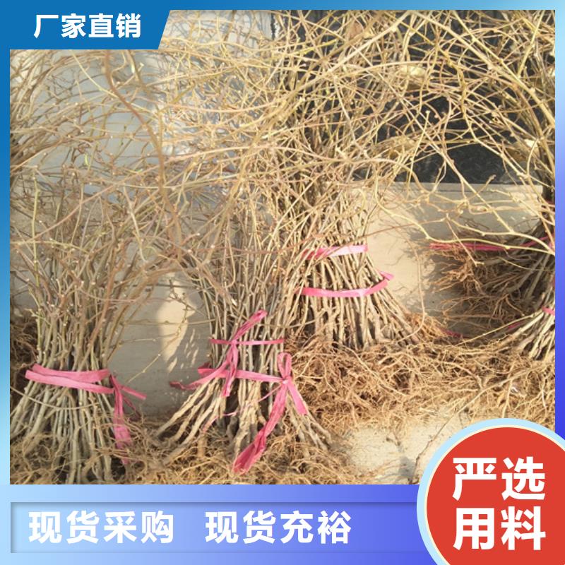 软枣猕猴桃苗成活率高南阳