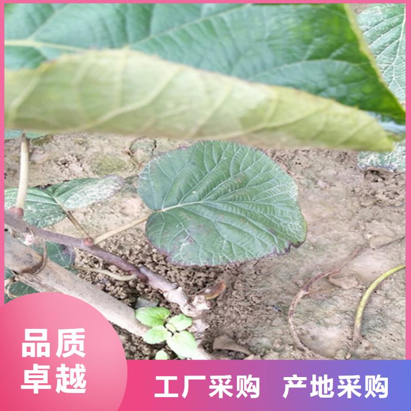 猕猴桃蓝莓苗价格公道合理