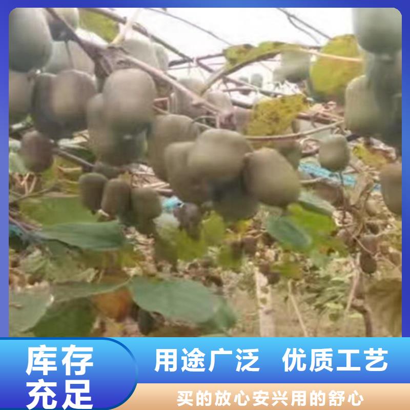 软枣猕猴桃苗成活率高迪庆