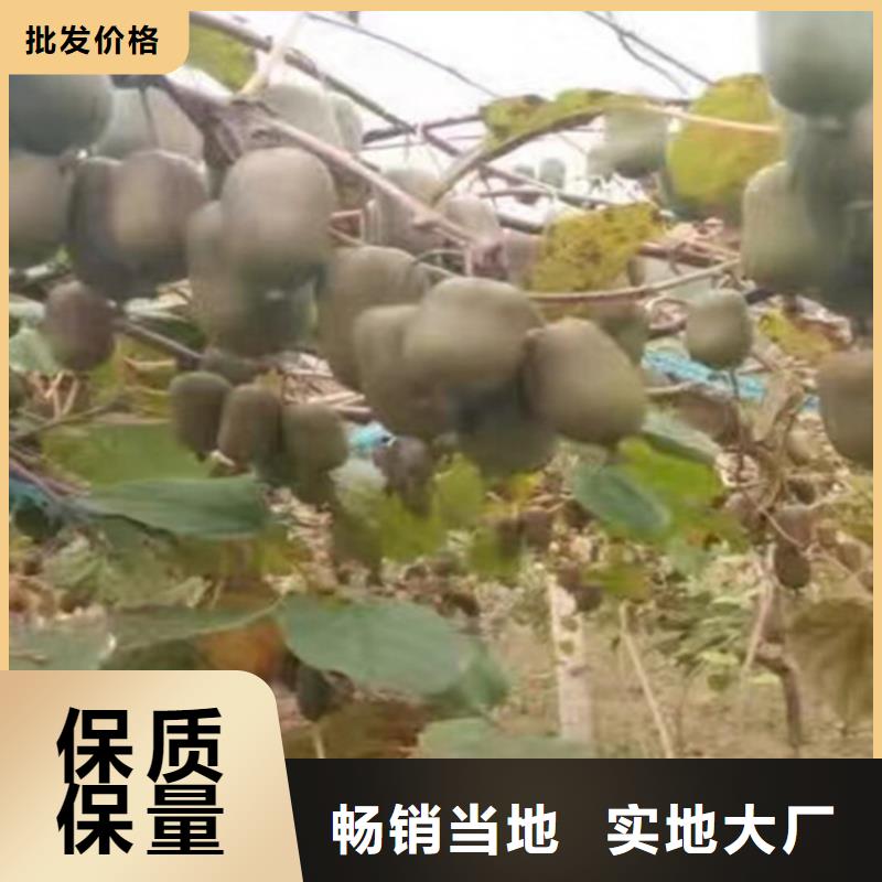 软枣猕猴桃苗质优价廉郑州