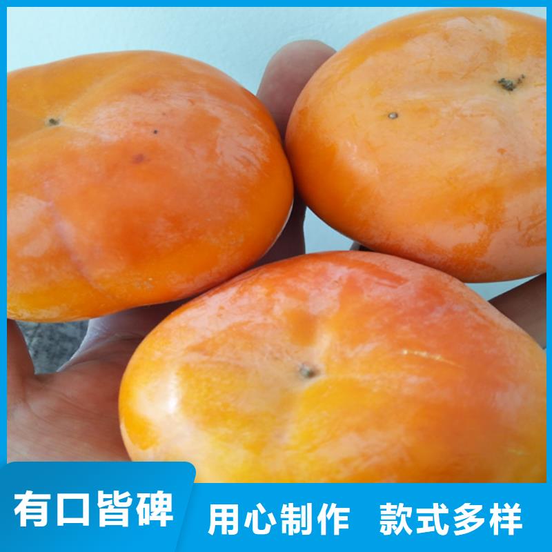 柿子苹果苗精工打造
