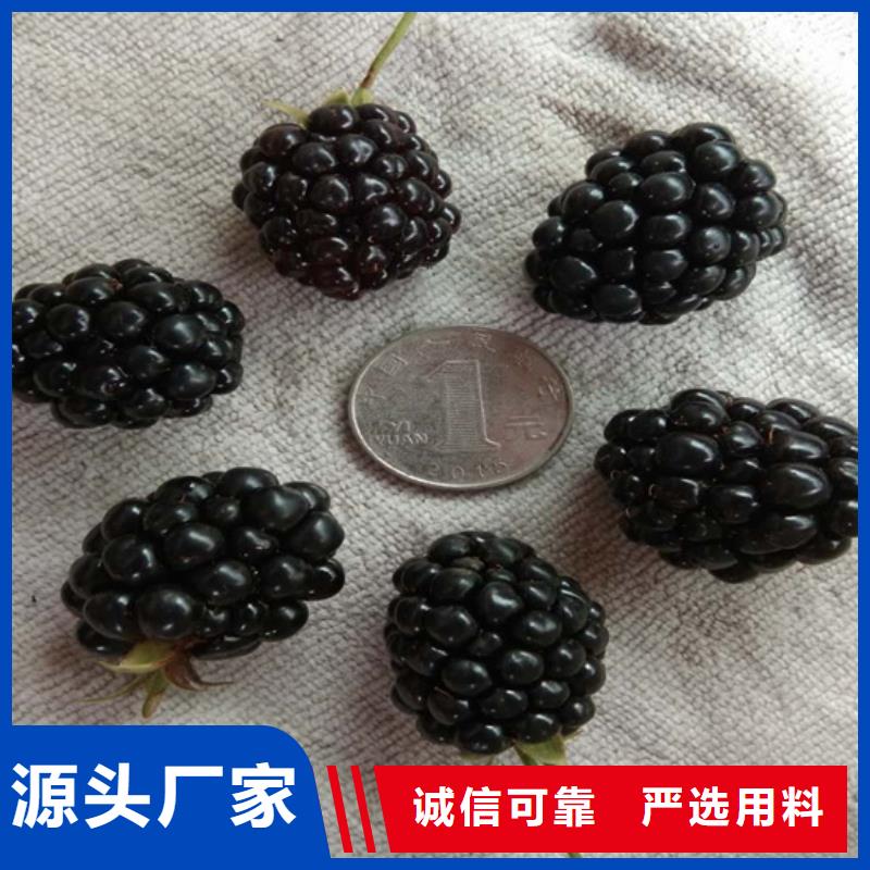 树莓红石榴苗基地厂家拥有先进的设备