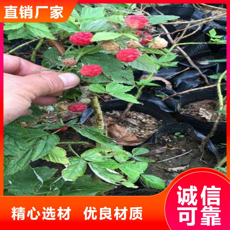 树莓苹果苗严格把关质量放心