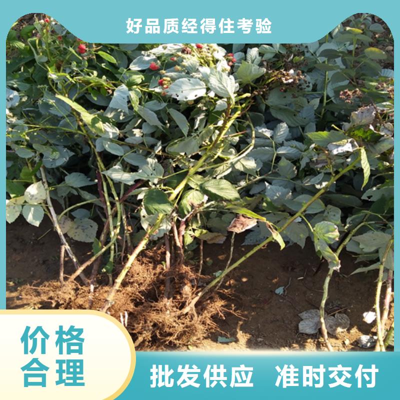 树莓苹果苗严格把关质量放心