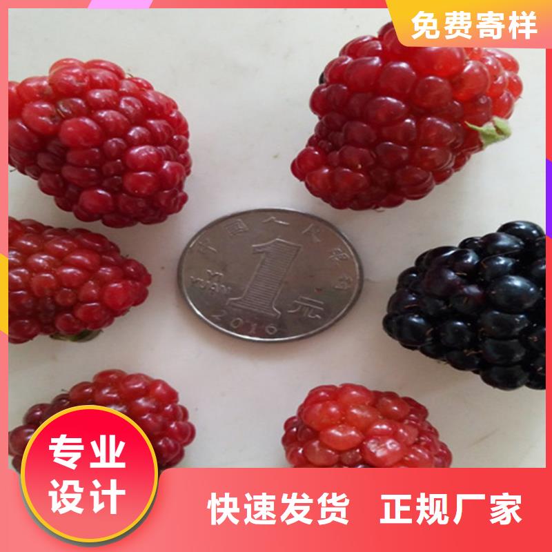 树莓樱桃苗有实力有经验