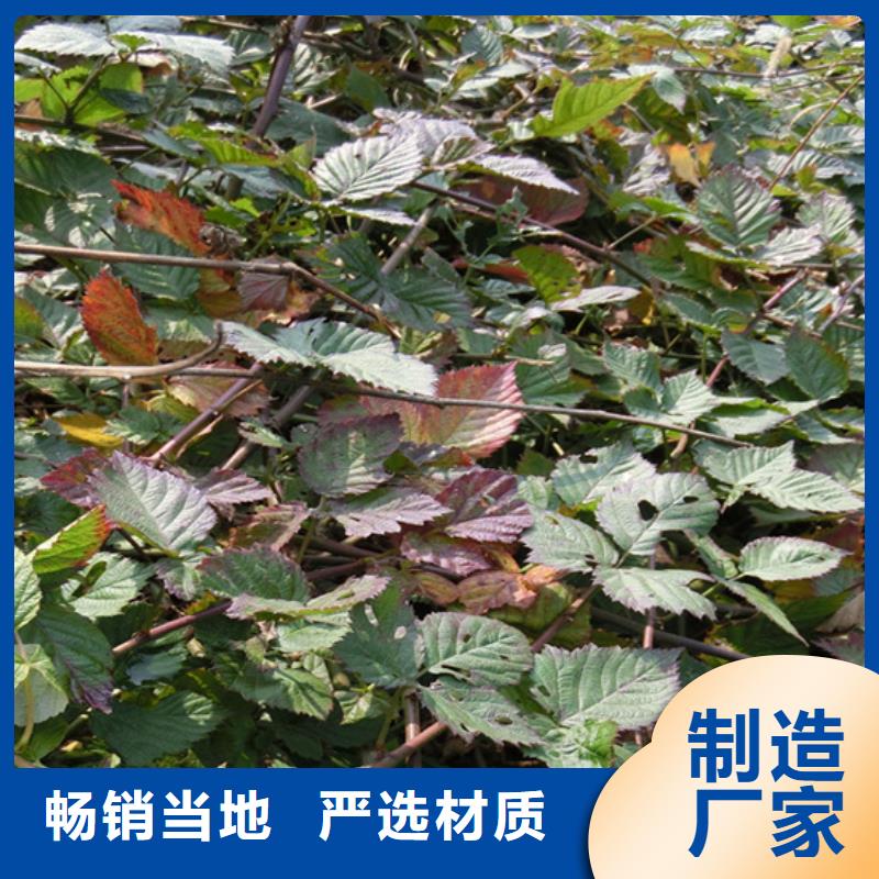 树莓【樱桃苗】厂家售后完善