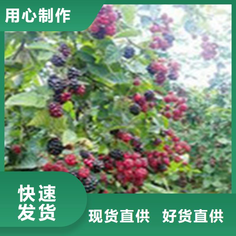 树莓桃树苗高品质现货销售