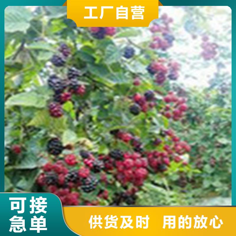 【树莓】,苹果苗用途广泛