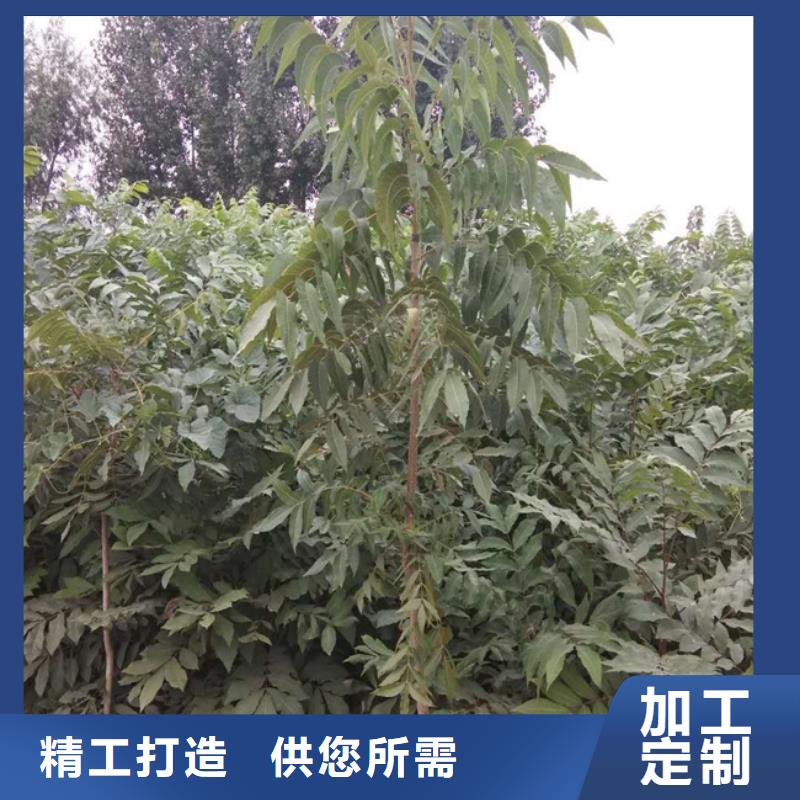 碧根果树苗量大从优咸阳