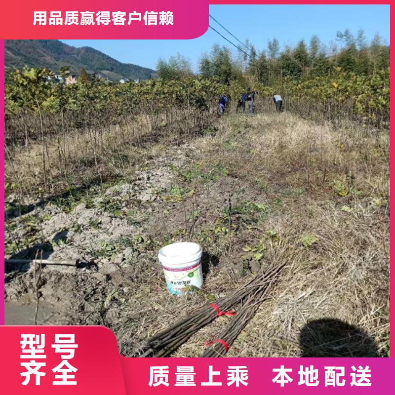 碧根果苗育苗基地淮南