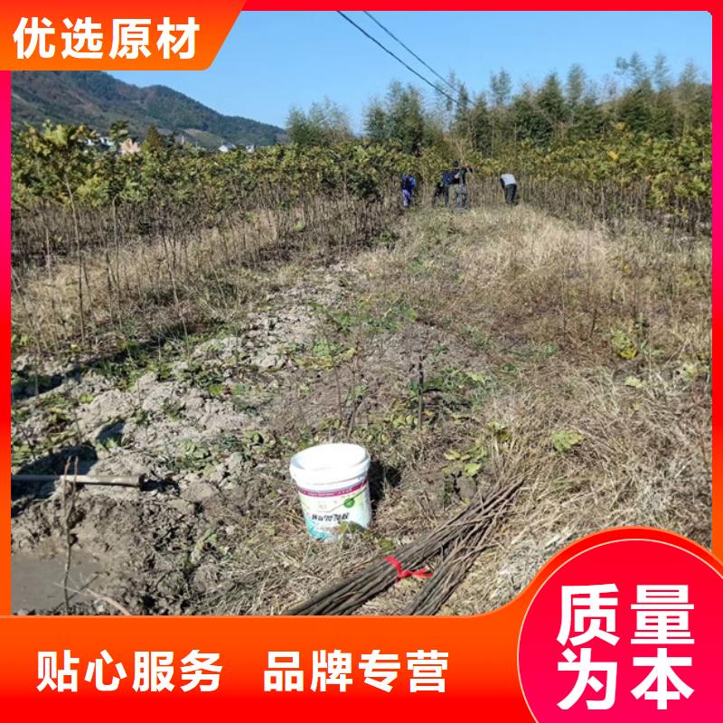 碧根果树苗量多优惠宿州