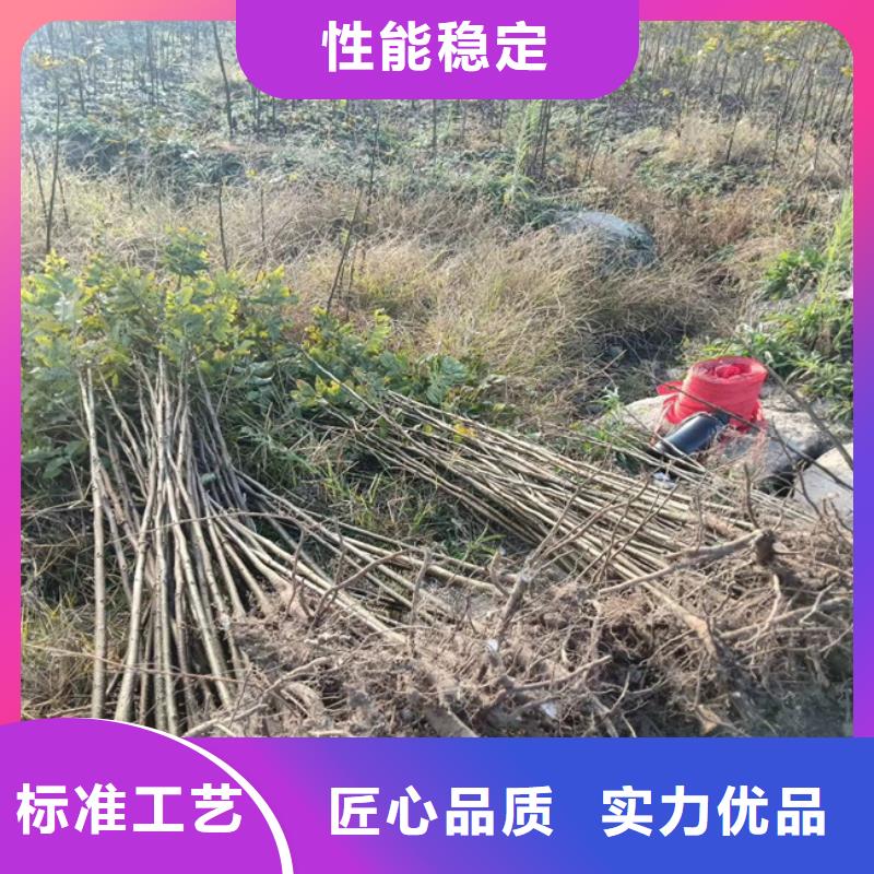 碧根果树苗批发零售宿州