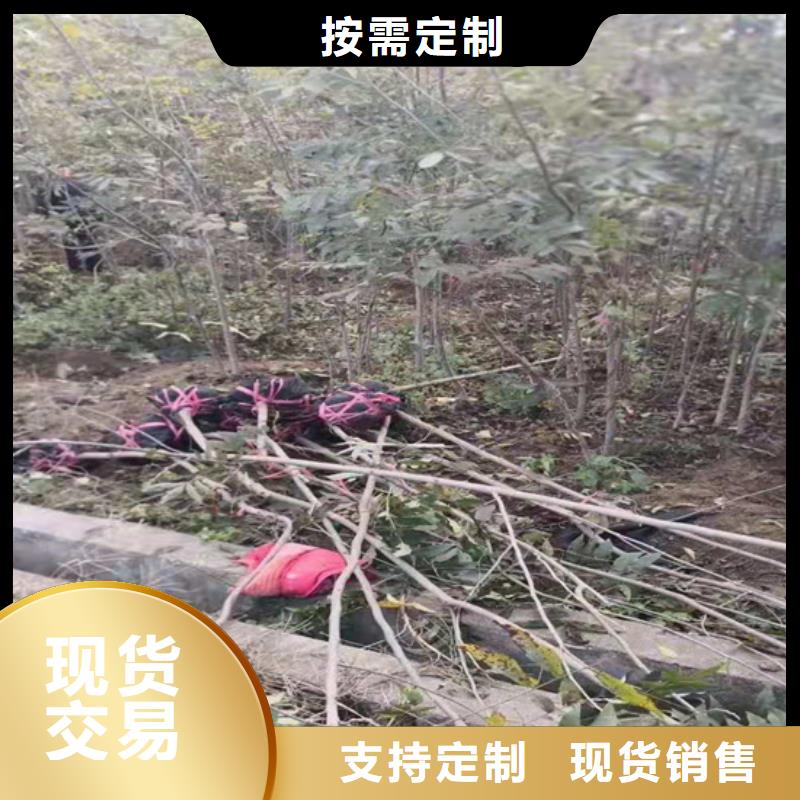 碧根果苗育苗基地淮南