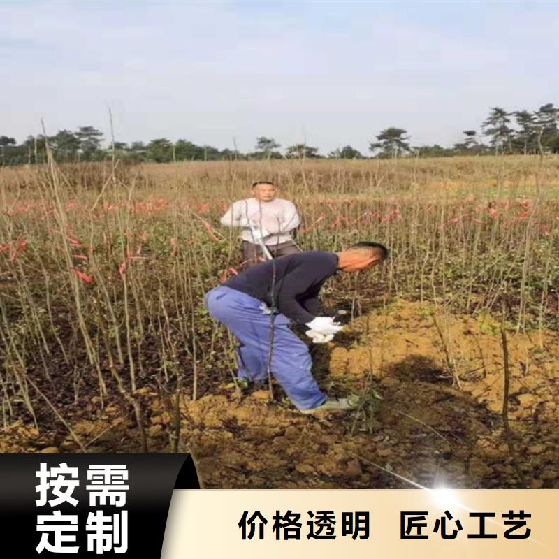 碧根果树苗一亩地栽多少棵西安