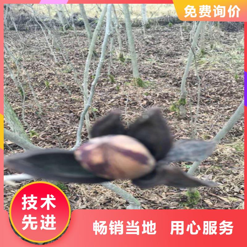 碧根果苹果苗用心做好每一件产品