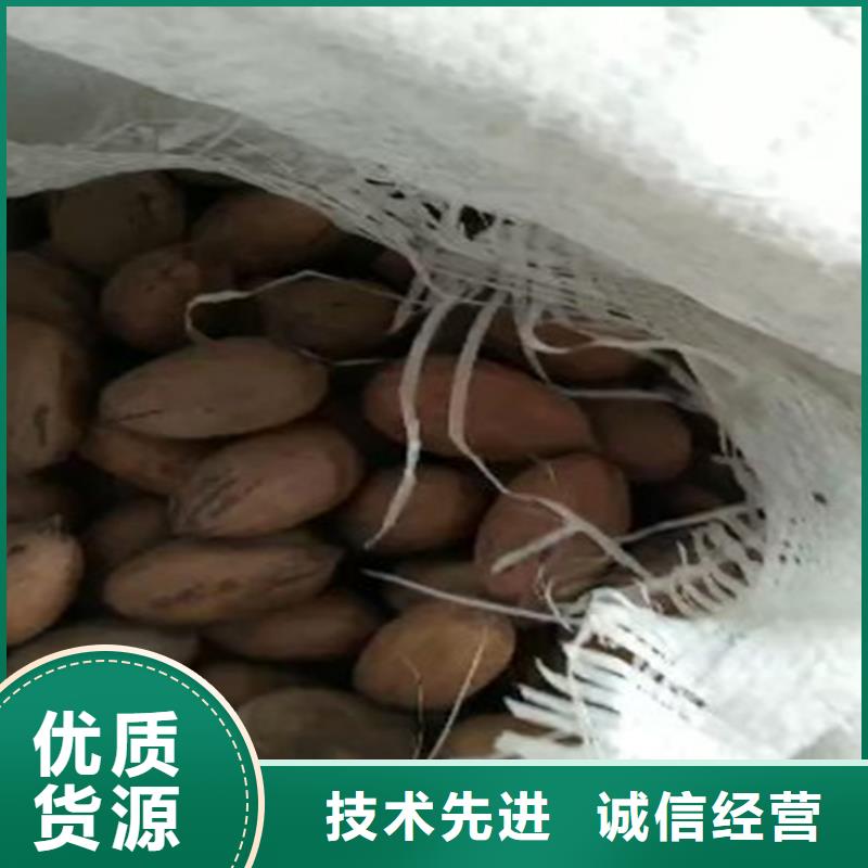 碧根果树苗量大从优咸阳