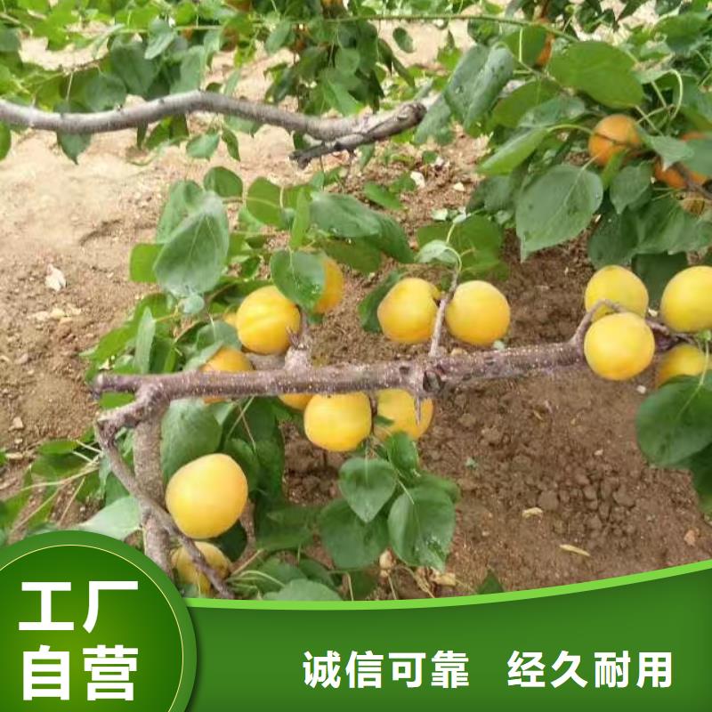 蜜香杏树苗怎么卖林芝